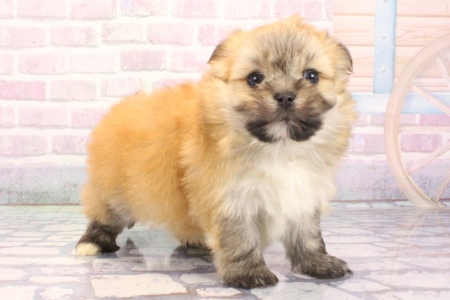 兵庫県のポメマル/マルポメ(ポメラニアン×マルチーズ) (Coo&RIKU神戸東灘店/2025年12月7日生まれ/男の子/フォーン)の子犬の2枚目の画像