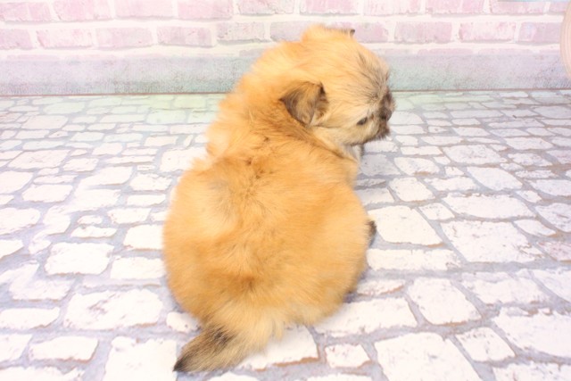 兵庫県のポメマル/マルポメ(ポメラニアン×マルチーズ) (Coo&RIKU神戸東灘店/2025年12月7日生まれ/男の子/フォーン)の子犬の4枚目の画像