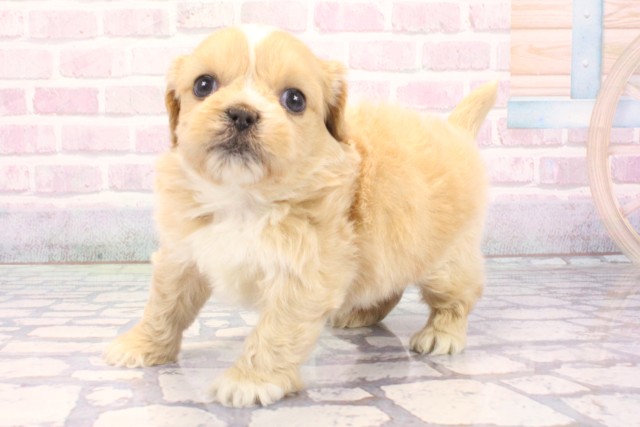 滋賀県のペキプー(ペキニーズ×プードル) (Coo&RIKU長浜店/2025年12月5日生まれ/男の子/クリーム)の子犬の3枚目の画像