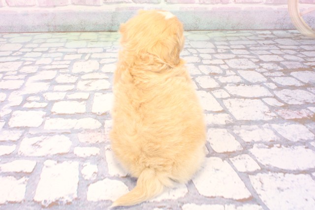 滋賀県のペキプー(ペキニーズ×プードル) (Coo&RIKU長浜店/2025年12月5日生まれ/男の子/クリーム)の子犬の4枚目の画像