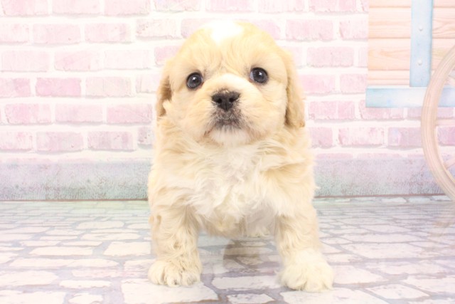 兵庫県のペキプー(ペキニーズ×プードル) (Coo&RIKU神戸垂水店/2025年12月5日生まれ/男の子/クリーム)の子犬の1枚目の画像