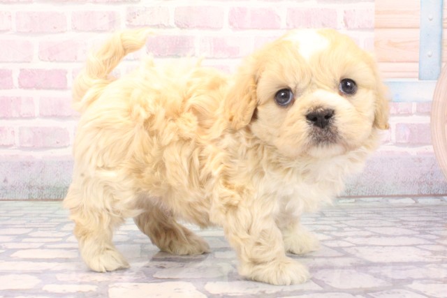 兵庫県のペキプー(ペキニーズ×プードル) (Coo&RIKU神戸垂水店/2025年12月5日生まれ/男の子/クリーム)の子犬の2枚目の画像