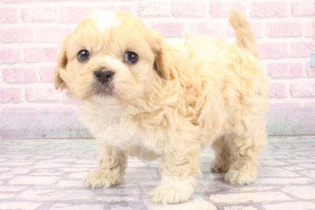 兵庫県のペキプー(ペキニーズ×プードル) (Coo&RIKU神戸垂水店/2025年12月5日生まれ/男の子/クリーム)の子犬の3枚目の画像