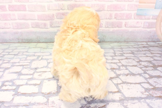 兵庫県のペキプー(ペキニーズ×プードル) (Coo&RIKU神戸垂水店/2025年12月5日生まれ/男の子/クリーム)の子犬の4枚目の画像