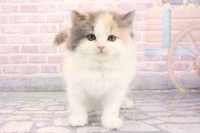 大阪府のスコティッシュストレート (Coo&RIKU茶屋町店/2025年12月7日生まれ/女の子/ダイリュートキャリコ)の子猫の1枚目の画像