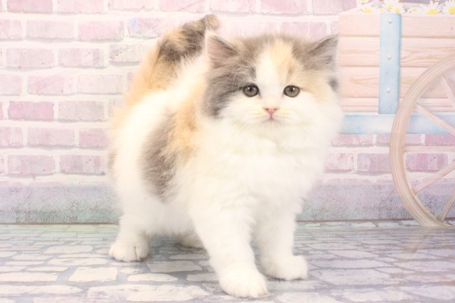 大阪府のスコティッシュストレート (Coo&RIKU茶屋町店/2025年12月7日生まれ/女の子/ダイリュートキャリコ)の子猫の2枚目の画像