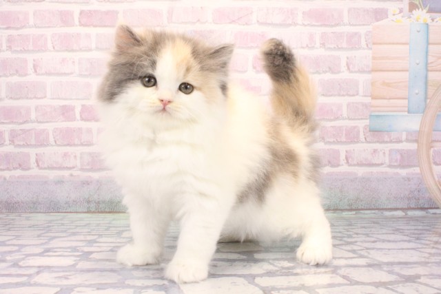 大阪府のスコティッシュストレート (Coo&RIKU茶屋町店/2025年12月7日生まれ/女の子/ダイリュートキャリコ)の子猫の3枚目の画像