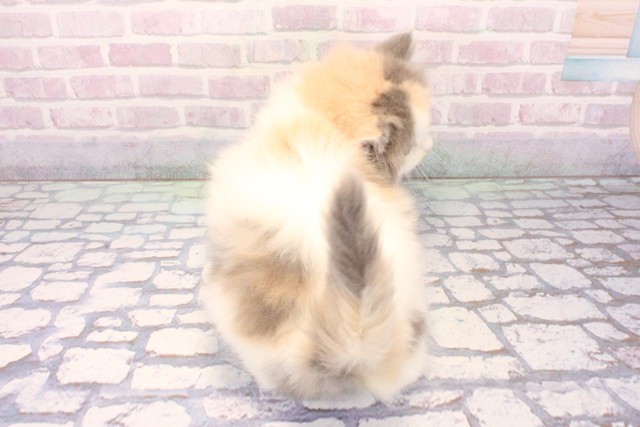 大阪府のスコティッシュストレート (Coo&RIKU茶屋町店/2025年12月7日生まれ/女の子/ダイリュートキャリコ)の子猫の4枚目の画像