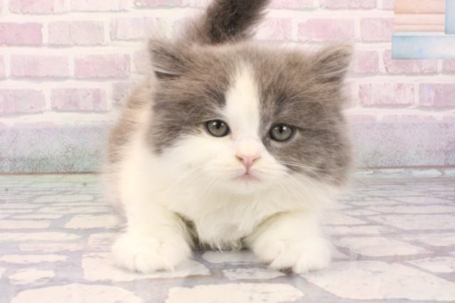 大阪府のスコティッシュストレート (Coo&RIKU梅田店/2025年12月7日生まれ/男の子/ブルーホワイト)の子猫の1枚目の画像