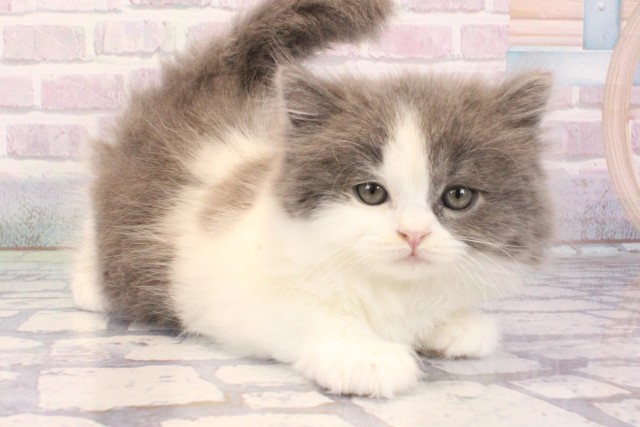 大阪府のスコティッシュストレート (Coo&RIKU梅田店/2025年12月7日生まれ/男の子/ブルーホワイト)の子猫の2枚目の画像
