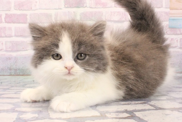 大阪府のスコティッシュストレート (Coo&RIKU梅田店/2025年12月7日生まれ/男の子/ブルーホワイト)の子猫の3枚目の画像