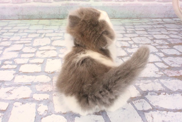 大阪府のスコティッシュストレート (Coo&RIKU梅田店/2025年12月7日生まれ/男の子/ブルーホワイト)の子猫の4枚目の画像