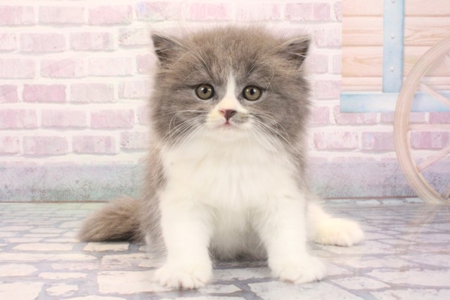 兵庫県のスコティッシュストレート (Coo&RIKU神戸三宮店/2025年12月7日生まれ/男の子/ブルーホワイト)の子猫の1枚目の画像