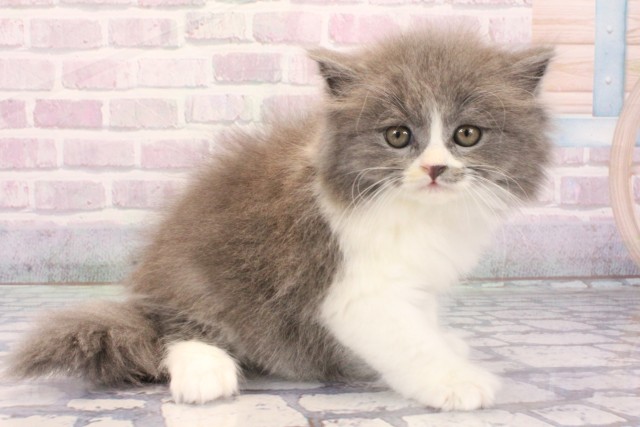 兵庫県のスコティッシュストレート (Coo&RIKU神戸三宮店/2025年12月7日生まれ/男の子/ブルーホワイト)の子猫の2枚目の画像