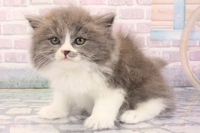 兵庫県のスコティッシュストレート (Coo&RIKU神戸三宮店/2025年12月7日生まれ/男の子/ブルーホワイト)の子猫の3枚目の画像