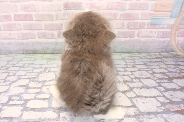 兵庫県のスコティッシュストレート (Coo&RIKU神戸三宮店/2025年12月7日生まれ/男の子/ブルーホワイト)の子猫の4枚目の画像