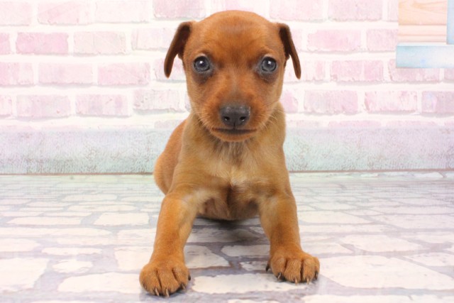 滋賀県のミニチュアピンシャー (Coo&RIKU東近江店/2025年12月7日生まれ/女の子/レッド)の子犬の1枚目の画像