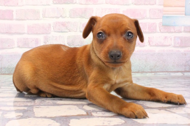 滋賀県のミニチュアピンシャー (Coo&RIKU東近江店/2025年12月7日生まれ/女の子/レッド)の子犬の2枚目の画像