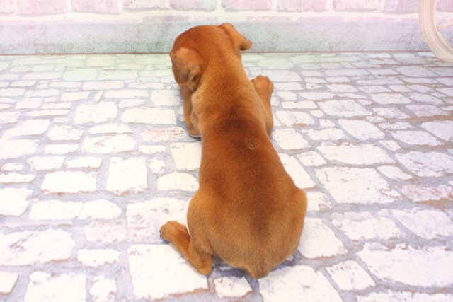 滋賀県のミニチュアピンシャー (Coo&RIKU東近江店/2025年12月7日生まれ/女の子/レッド)の子犬の4枚目の画像