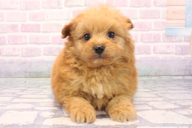 大阪府のポメプー(ポメラニアン×プードル) (Coo&RIKU心斎橋店/2025年12月5日生まれ/男の子/オレンジ)の子犬の1枚目の画像