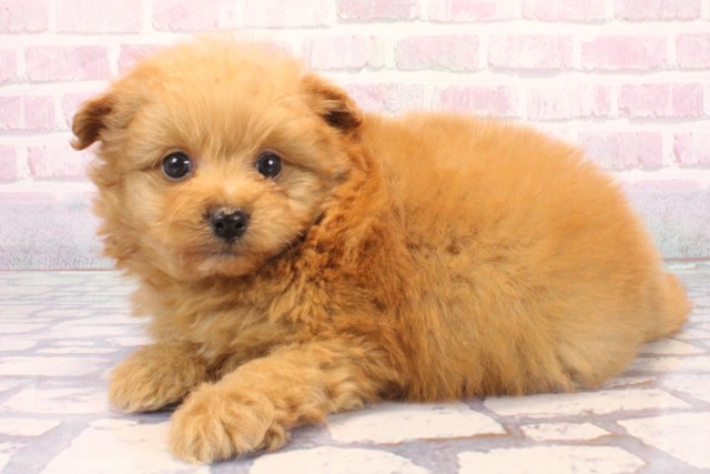 大阪府のポメプー(ポメラニアン×プードル) (Coo&RIKU心斎橋店/2025年12月5日生まれ/男の子/オレンジ)の子犬の3枚目の画像