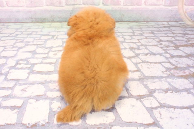 大阪府のポメプー(ポメラニアン×プードル) (Coo&RIKU心斎橋店/2025年12月5日生まれ/男の子/オレンジ)の子犬の4枚目の画像