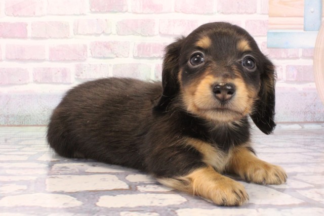 大阪府のミニチュアダックスフンド(ロング) (Coo&RIKU梅田店/2025年12月6日生まれ/女の子/ブラックタン)の子犬の2枚目の画像