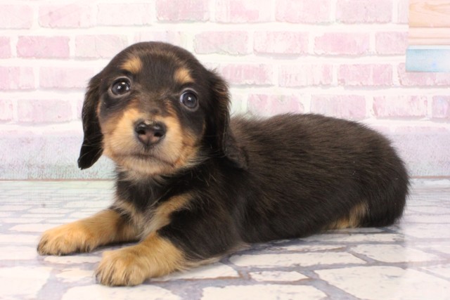 大阪府のミニチュアダックスフンド(ロング) (Coo&RIKU梅田店/2025年12月6日生まれ/女の子/ブラックタン)の子犬の3枚目の画像