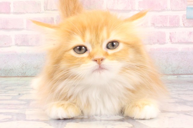 兵庫県のミヌエット (Coo&RIKU神戸三宮店/2025年12月5日生まれ/女の子/レッドタビーホワイト)の子猫の1枚目の画像