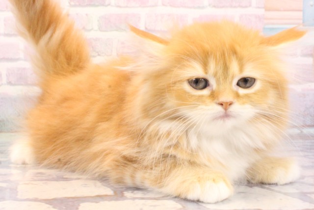 兵庫県のミヌエット (Coo&RIKU神戸三宮店/2025年12月5日生まれ/女の子/レッドタビーホワイト)の子猫の2枚目の画像