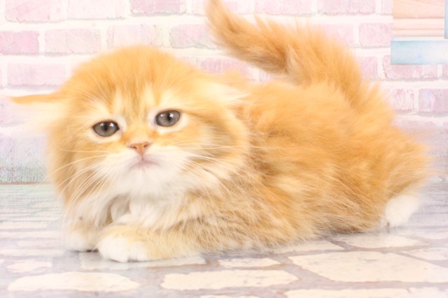 兵庫県のミヌエット (Coo&RIKU神戸三宮店/2025年12月5日生まれ/女の子/レッドタビーホワイト)の子猫の3枚目の画像