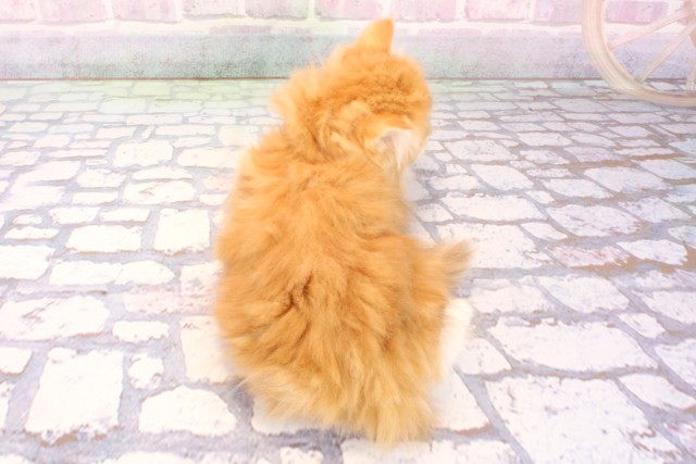 兵庫県のミヌエット (Coo&RIKU神戸三宮店/2025年12月5日生まれ/女の子/レッドタビーホワイト)の子猫の4枚目の画像