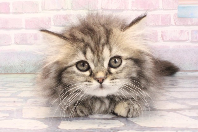 京都府のミヌエット (Coo&RIKU京都河原町店/2025年12月5日生まれ/女の子/ブラウンパッチドタビー)の子猫の1枚目の画像