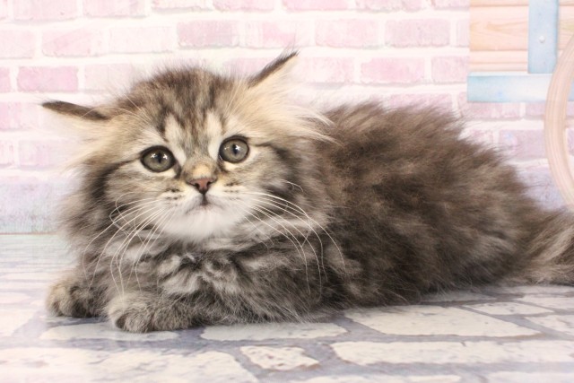 京都府のミヌエット (Coo&RIKU京都河原町店/2025年12月5日生まれ/女の子/ブラウンパッチドタビー)の子猫の3枚目の画像