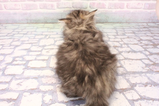 京都府のミヌエット (Coo&RIKU京都河原町店/2025年12月5日生まれ/女の子/ブラウンパッチドタビー)の子猫の4枚目の画像