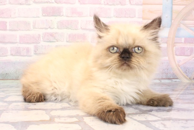 京都府のヒマラヤン (Coo&RIKU京都河原町店/2025年12月3日生まれ/女の子/シールポイント)の子猫の2枚目の画像