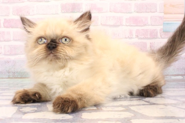 京都府のヒマラヤン (Coo&RIKU京都河原町店/2025年12月3日生まれ/女の子/シールポイント)の子猫の3枚目の画像