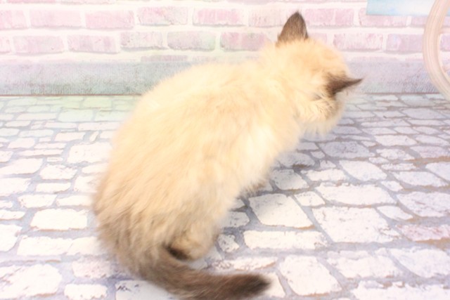 京都府のヒマラヤン (Coo&RIKU京都河原町店/2025年12月3日生まれ/女の子/シールポイント)の子猫の4枚目の画像