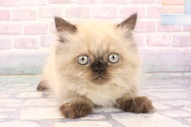 大阪府のヒマラヤン (Coo&RIKU茶屋町店/2025年12月3日生まれ/男の子/シールポイント)の子猫の1枚目の画像