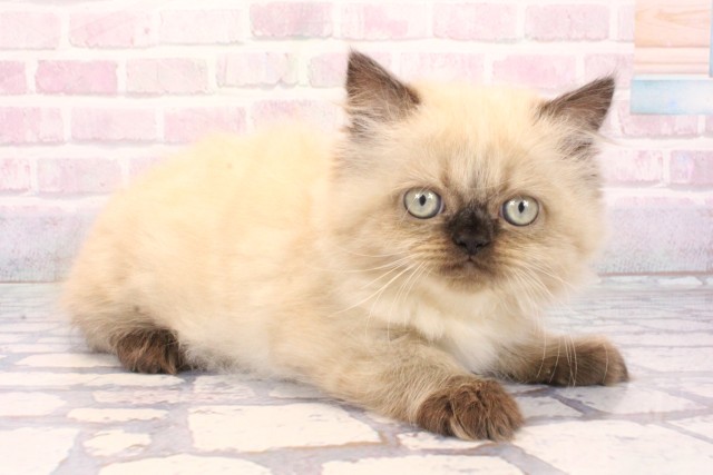 大阪府のヒマラヤン (Coo&RIKU茶屋町店/2025年12月3日生まれ/男の子/シールポイント)の子猫の2枚目の画像