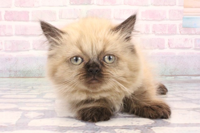 大阪府のヒマラヤン (Coo&RIKU心斎橋店/2025年12月3日生まれ/男の子/シールポイント)の子猫の1枚目の画像