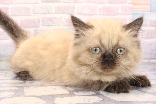 大阪府のヒマラヤン (Coo&RIKU心斎橋店/2025年12月3日生まれ/男の子/シールポイント)の子猫の2枚目の画像