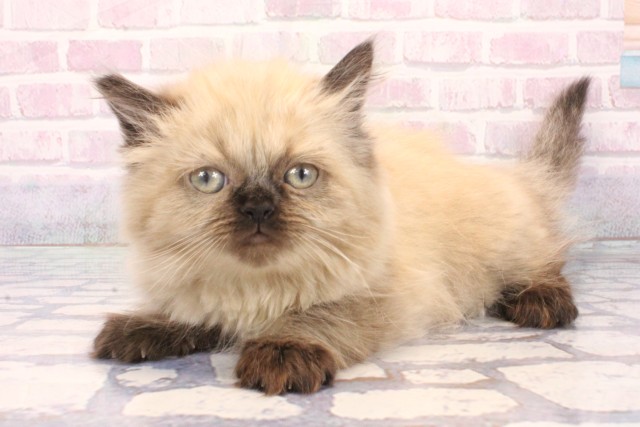 大阪府のヒマラヤン (Coo&RIKU心斎橋店/2025年12月3日生まれ/男の子/シールポイント)の子猫の3枚目の画像