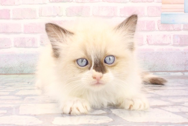 京都府のラグドール (Coo&RIKU京都河原町店/2025年12月5日生まれ/男の子/シールポイントバイカラー)の子猫の1枚目の画像