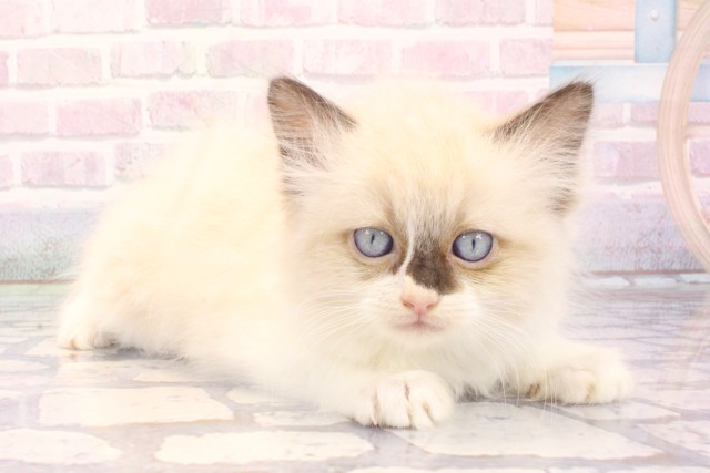 京都府のラグドール (Coo&RIKU京都河原町店/2025年12月5日生まれ/男の子/シールポイントバイカラー)の子猫の2枚目の画像