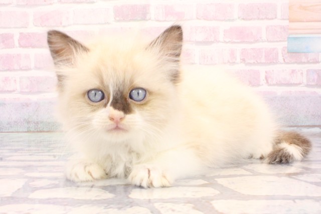 京都府のラグドール (Coo&RIKU京都河原町店/2025年12月5日生まれ/男の子/シールポイントバイカラー)の子猫の3枚目の画像