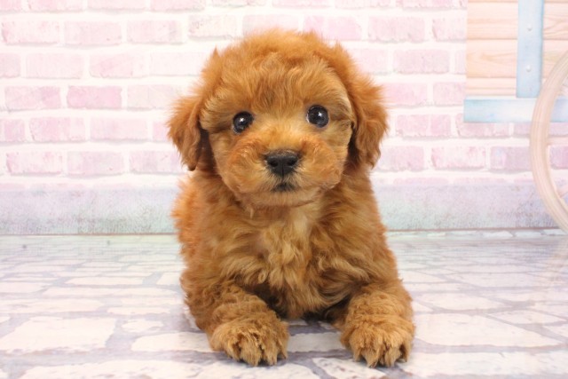 大阪府のトイプードル(トイ) (Coo&RIKU心斎橋店/2025年12月7日生まれ/男の子/アプリコット)の子犬の1枚目の画像