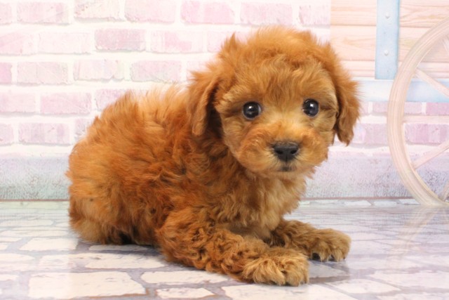 大阪府のトイプードル(トイ) (Coo&RIKU心斎橋店/2025年12月7日生まれ/男の子/アプリコット)の子犬の2枚目の画像