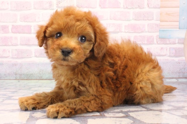 大阪府のトイプードル(トイ) (Coo&RIKU心斎橋店/2025年12月7日生まれ/男の子/アプリコット)の子犬の3枚目の画像