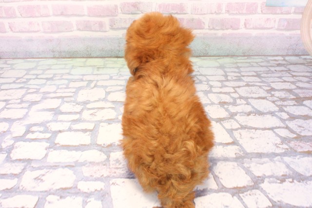 大阪府のトイプードル(トイ) (Coo&RIKU心斎橋店/2025年12月7日生まれ/男の子/アプリコット)の子犬の4枚目の画像